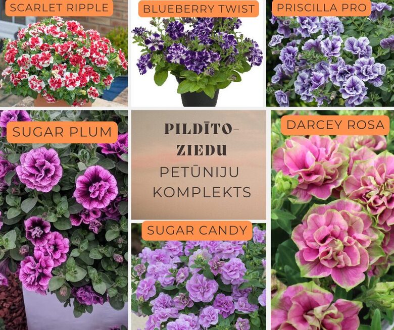 Pildīto ziedu petūnijas  MIX- 6 gab
